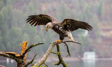 Kel Kartal bir dala konuyor