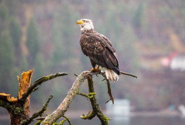 Kel kartal bir dala oturmuş