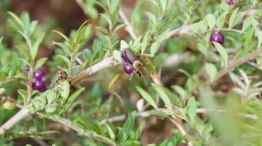Folidoptera griseoaptera. Koyu renkli bir cırcır böceğinin iki erkeği, Privet Hanımeli 'nin bir dalında karşılaştı. Çin' den gelmiş yemyeşil bir toprak örtüsü, yenmez mor böğürtlenlerden oluşan kümelerle doluydu.
