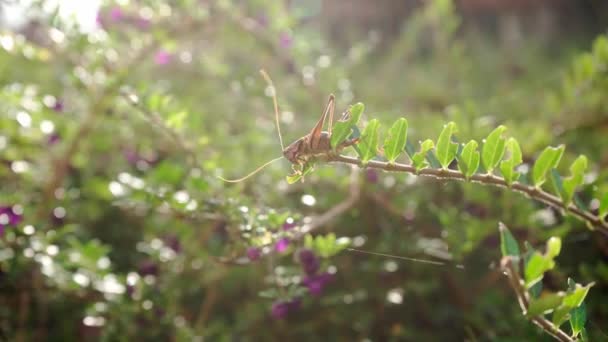 Pholidoptera Griseoaptera 白いスイカズラの枝に沿ってメスの暗いブッシュクリケットが這い 小さな食用紫色の果実の塊と中国からの常緑地カバー装飾低木 — ストック動画