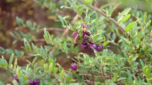 Pholidoptera Griseoaptera 白いスイカズラの枝に沿ってオスの暗いブッシュクリケットが這い 小さな食用紫色の果実の塊を持つ中国からの常緑地上部の観賞用低木 — ストック動画