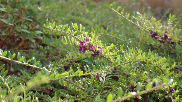 ロニチェラ ピラータ プリヴェットハニーサックルは 太陽の下で輝くクモの巣で覆われた枝に小さな食用紫色の果実のクラスターを持つ中国からの常緑のグランドカバーの観賞用低木です — ストック動画