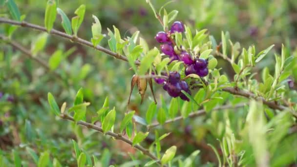 Pholidoptera Griseoaptera 雌のダークブッシュクリケットは 小さな食用紫色の果実の塊と中国からの常緑地カバーの観賞用低木であるプライベートスイカズラの枝を登る — ストック動画