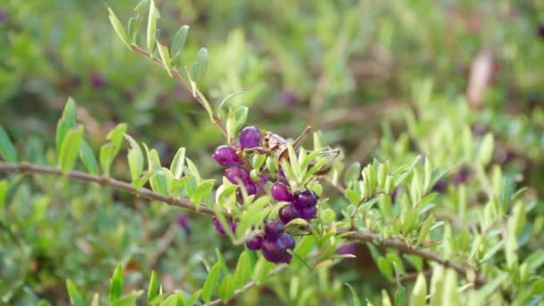 Pholidoptera Griseoaptera 雌の濃いブッシュクリケットは 小さな紫色の果実の塊を持つ常緑の観賞用低木である特権的なスイカズラの枝に座っている間 彼女の触角をきれいにします — ストック動画