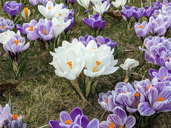 Krokusse Blühen Knospen Von Zwiebelprimeln Blühen Auf Einer Sonnigen Frühlingswiese — Stockfoto