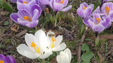 Timsah çiçekleri. Güneşli bir bahar çayırında tomurcuklanan soğanlı çuha çiçekleri. Arılar polen toplar ve çiçek açar.