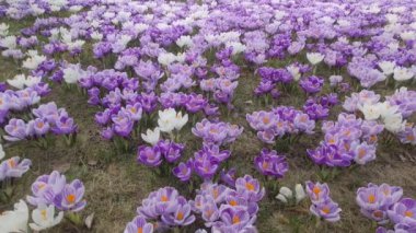 Timsah çiçekleri. Güneşli bir ilkbahar çayırında açan soğan çiçeklerinin tomurcukları.