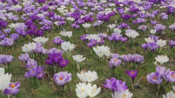 크로커스의 양지바른 초원에 커다랗게 황금빛 다발들 꽃가루를 모으고 꽃봉오리를 수분시킨다 — 비디오