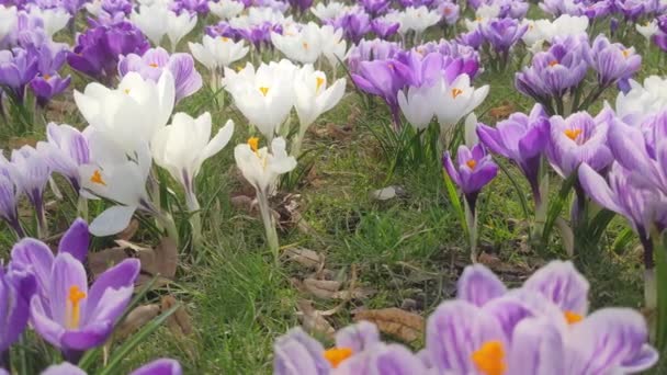 Цвітіння Крокусів Бутони Цибулинних Первоцвітів Цвітуть Сонячному Весняному Лузі — стокове відео
