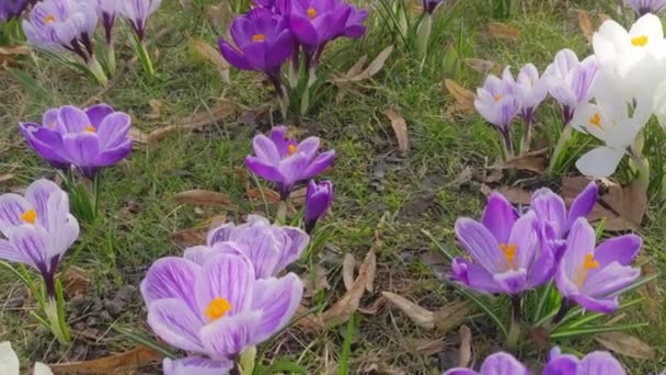 Flowering Crocuses Buds Bulbous Primroses Blooming Sunny Spring Meadow Bees — Stock Video