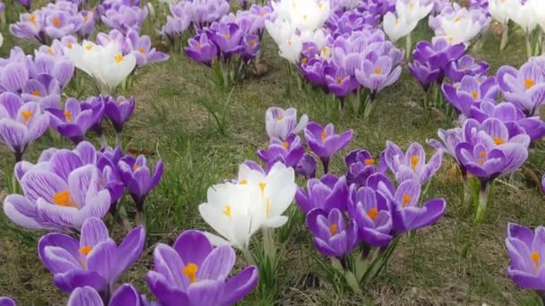 Flowering Crocuses Buds Bulbous Primroses Blooming Sunny Spring Meadow Bees — Stock Video