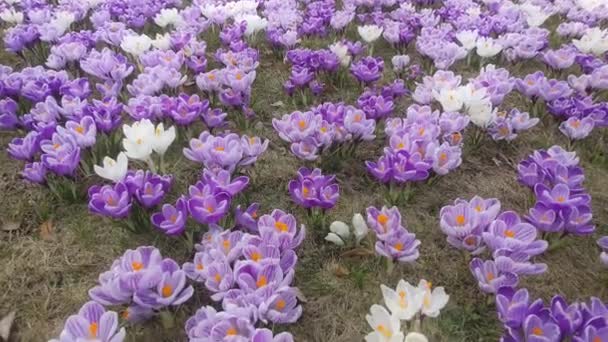 Kwitnienie Krokusów Pąki Bulwiastych Pierwiosnek Kwitnących Wiosennej Łące — Wideo stockowe