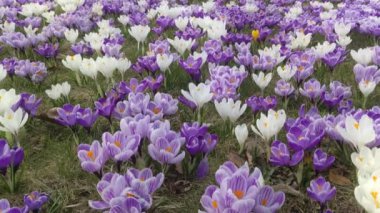 Timsah çiçekleri. Güneşli bir bahar çayırında tomurcuklanan soğanlı çuha çiçekleri. Arılar polen toplar ve çiçek açar.