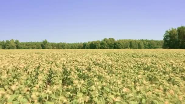 Een Veld Rijpe Oliehoudende Zonnebloemen Voor Oogst Drone Uitzicht Landbouwgrond — Stockvideo