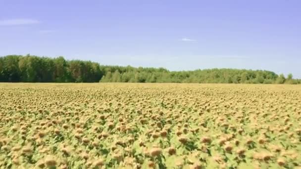 収穫する前に熟したオイル漬けの日差しのフィールド 毎年恒例のサンフラワーで栽培されている農地プランテーションのドローンビュー サンフラワーオイルの生産のための原材料の栽培 — ストック動画