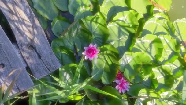 Квітуча Рожева Квітка Водяного Лотоса Росте Серед Великих Зелених Листя — стокове відео