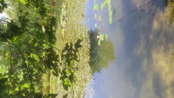Большой Маленький Красный Японский Карп Плавает Красивом Деревенском Пруду Заросшем — стоковое видео