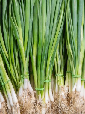 Bir sürü taze organik yeşil soğan. Taze yeşillik hasadı.