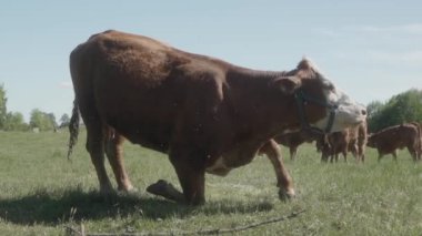 Yaşlı para ineği dizlerinden ayaklarına kadar ağır ağır kalkıyor. Otlakta otlayan bir inek sürüsü. Bir tarım çiftliğinde otlamak.