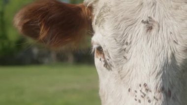 İnek ağızlığı yakın planda. Sinek sürüsü ineğin ıslak burnunun üzerinden geçer ve gözlerine girer. İnek kameraya bakıyor..
