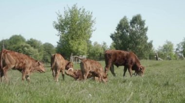 Yavru buzağı ve buzağı sürüsü kırsaldaki bir çayırda otlar ve otlar yer. Bedava çiftlik hayvanı otlağı. Ziraatte hayvancılık.