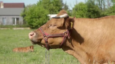 Kulağında etiket ve büyük boynuzları olan bir para ineği yavaşça sakız çiğner, gözlerini kapar ve can sıkıcı sineklerden uzakta kulaklarını sallar. Bir sinek sürüsü ineğin yüzüne yapıştı..