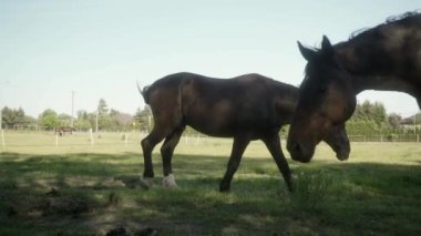Köy atları elektrikli çobanla çitle çevrili bir çitte otluyor. Bir at sürüsü at çiftliğinde çayırda otluyor..