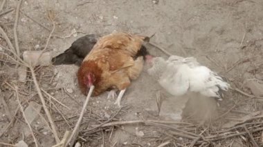 Bahçede toz banyosu yapan üç tavuk. Tarım alanında kümes hayvanı yetiştiriciliği. Tüylerini diken diken eden bir grup yerli tavuk..