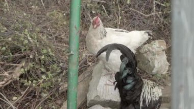 Bir tavuk ve bir horoz serbestçe yürüyorlar. Tarım alanında kümes hayvanı yetiştiriciliği. Tavuk kümesinde kızarmış tavuk yetiştirmek..