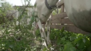 Büyük boynuzlu beyaz bir keçi çalıların dallarını kemiriyor. Kirazlı erik yapraklarıyla çiftlik hayvanlarını beslemek. Tarım alanında keçi yetiştiriciliği.