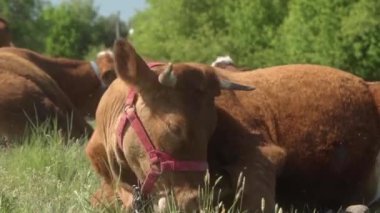 Limuzinin etinden büyük boynuzları olan bir inek dinleniyor, çimlerin üzerinde uzanıyor ve diliyle kürkünü yalıyor. Kırsal bölgelerdeki otlakta otlayan çiftlik hayvanları..