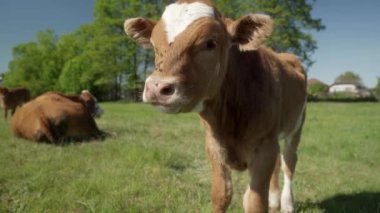 Güneşli bir günde çimenli bir tarlada meraklı bir buzağı kameraya bakar. Limuzinin et ineğinin yavrusu otlakta ürer. Yavrunun ağzında sinekler dolaşıyor..