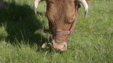 Çim biçme makinesi gibi uzun dilini kullanarak çim biçme makinesi gibi bıçakları yakalayan bir ineğin yakın çekimi. Bir Limousin sığır ineği, askı ve çiftlik hayvanı kulaklığı takıyor, otlakta otluyor..