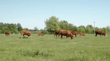 Yavru buzağıları olan evcil inekler çayırda ot yiyorlar. Limuzinin sığır sürüsü kırsal bir çayırda otluyor. Çiftlik hayvanları serbest otlaklarla beslenir. Ziraatte hayvancılık.