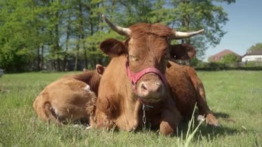 Şefkatli bir anne inek ve tapılası yavrusu bir çayırda huzur içinde dinleniyor. Dişi bir Limousin sığır ve yavrusu otlakta yatıyor. Kırsal kesimde tarım ve çiftlik hayvanları yetiştiriliyor..