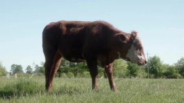 Limuzinin bir ineği güneşli bir günde çimenli bir çayırda otlar. Genç bir dişi inek çayırda duruyor, sinekleri savuşturmak için kulaklarını ve kuyruğunu sallarken etrafına bakıyor..
