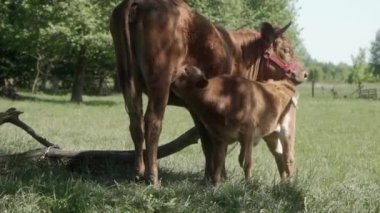 Yavru bir buzağı anne ineğinin memesinden süt emmekten zevk alır. Dişi bir memeli yavrularına süt verir. Limuzinin sığır çiftleşmesi tarımda ürer..