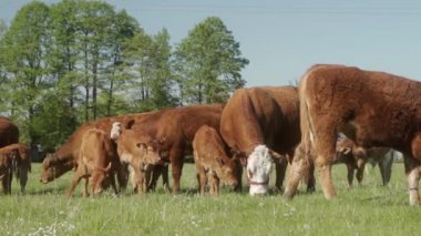 Yavru buzağıları olan evcil inekler çayırda ot yiyorlar. Limuzinin sığır sürüsü kırsal bir çayırda otluyor. Çiftlik hayvanları serbest otlaklarla beslenir. Ziraatte hayvancılık.