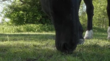 Bir atın otladığı yakın çekim, otları yerken dudaklarının hareketini gösteriyor. Toz parçacıkları atın nefesinden yayılıyor. At çayırda otluyor..