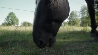 Kısa otların üzerinde özenle otlayan, yumuşak dudaklarıyla köklerine kadar inen, canlı bir çim biçme makinesini andıran bir atın yakın çekimi..