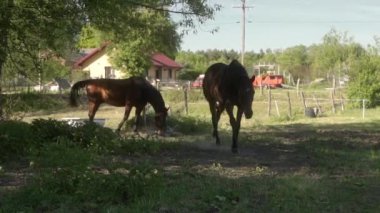 İki yerli at, elektrikli çitle çevrili olan çiftlik bahçesinde geziniyor. Tarımda çalışan atların bakımı.