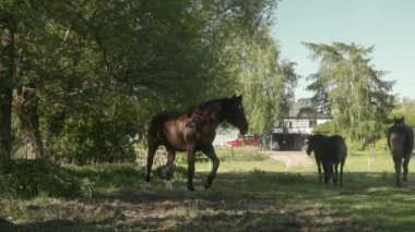 Bir at sürüsü ahırın yanındaki çitlerle çevrili bir otlakta otluyor. Tarım sektöründe kızak atlarının bakımı. Hayvanların otlatılması.
