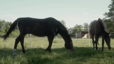 İki köy atı elektrikli çitle çevrili bir çayırda otluyor. Bir at ve bir kısrak ahırın yanındaki çayırda ot yiyorlar. Atları tarımda tutmak.