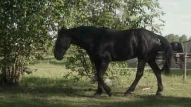 Siyah bir aygır gölgeli bir çit boyunca ileri geri yürür, sinekleri, at sineklerini ve diğer sinir bozucu böcekleri savuşturmak için kuyruğunu sallar..
