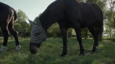 Zebra desenli sinek maskesi takan bir at. Hayvanların gözlerini ve kulaklarını sineklerden, sivrisineklerden, sineklerden, sineklerden ve diğer kan emici böceklerden ve parazitlerden korumak için..