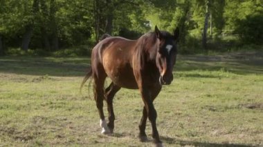 Bir at güneşli bir çayırda yürür ve su içmek için su yalağına yaklaşır. Bölgeyi çevreleyen yemyeşil ağaçlar, dingin ve doğal bir ortam oluşturuyor..