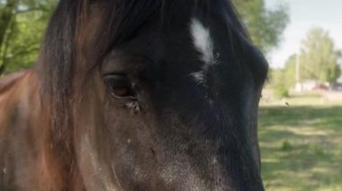 Bir sinek sürüsü bir atın gözlerine konar. At sinekleri kovmak için gözlerini kırpıp başını sallıyor. Böcekler otlaktaki hayvanlar için bir baş belasıdır..