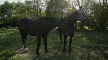 Zebra desenli sinek maskesi takan bir at. Hayvanların gözlerini ve kulaklarını sineklerden, sivrisineklerden, sineklerden, sineklerden ve diğer kan emici böceklerden ve parazitlerden korumak için..