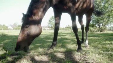 Bir at otluyor, otları yerken dudaklarının hareketini gösteriyor. Toz parçacıkları atın nefesinden yayılıyor. At çayırda otluyor..