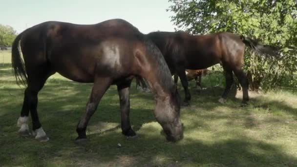 Un troupeau de chevaux paissent dans un pâturage rural herbeux près d'une étable par une belle journée d'été. La clôture électrique maintient les chevaux dans l'enceinte de manière fiable et sûre. Les chevaux en agriculture.